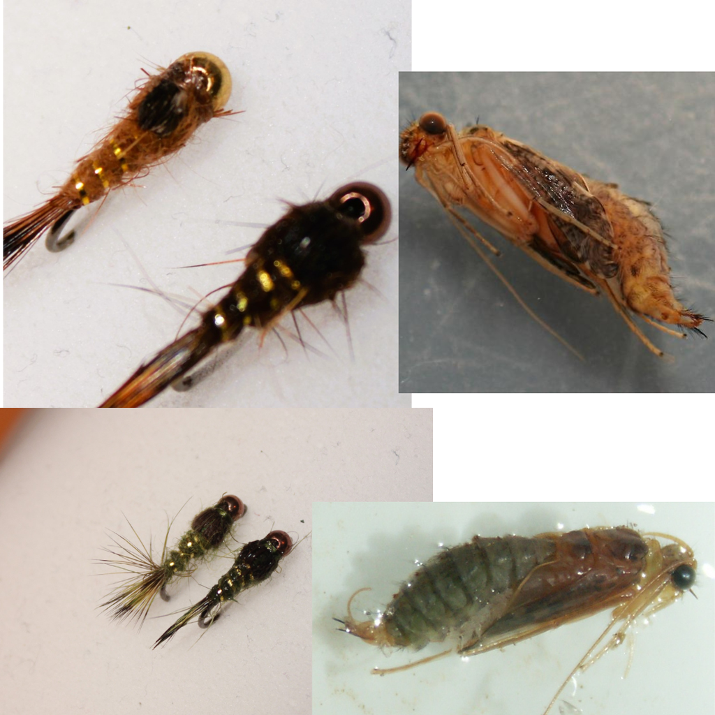 Caddis Fly Tips FREE DOWNLOAD