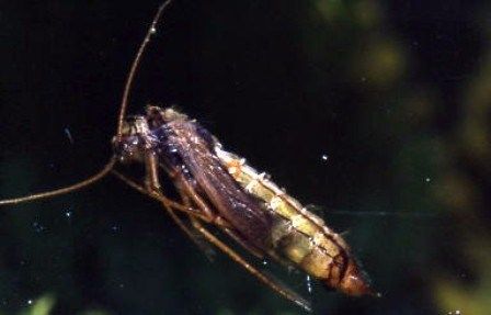 Caddis Fly Tips FREE DOWNLOAD
