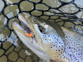 June 17 Beginner Casting Clinic