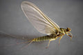 June 27th After Work Fly Casting Clinic 6-8pm