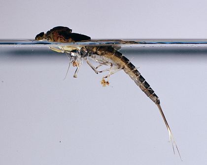 Mayfly Tips FREE DOWNLOAD