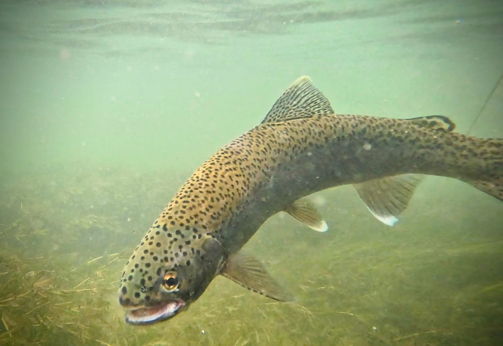 June 16 Beginner Casting Clinic